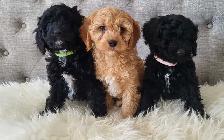 Adorable Cockapoo Puppies!