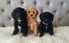 Adorable Cockapoo Puppies! - Photo 2