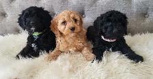 Adorable Cockapoo Puppies! - Photo 3