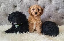 Adorable Cockapoo Puppies! - Photo 4