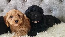 Adorable Cockapoo Puppies! - Photo 5