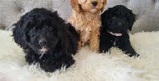Adorable Cockapoo Puppies! - Photo 6