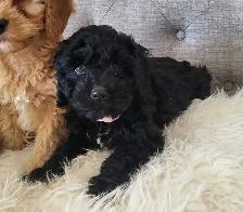 Adorable Cockapoo Puppies! - Photo 7