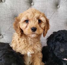 Adorable Cockapoo Puppies! - Photo 8