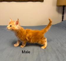 MAINE COON KITTENS, PUREBRED - Photo 6