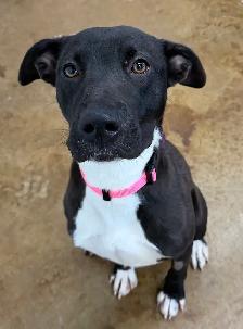 Labrador mix - Photo 2