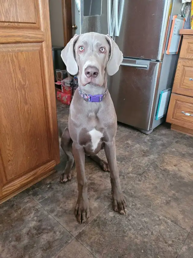 Great Dane - 7 months old