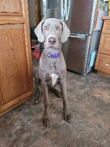 Great Dane - 7 months old