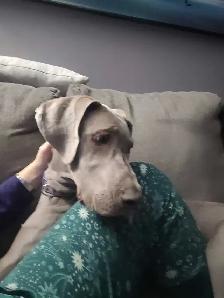 Great Dane - 7 months old - Photo 2