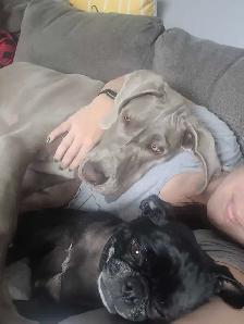 Great Dane - 7 months old - Photo 3