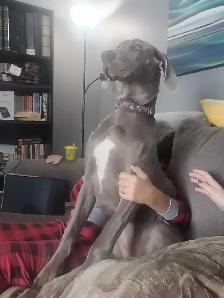 Great Dane - 7 months old - Photo 4