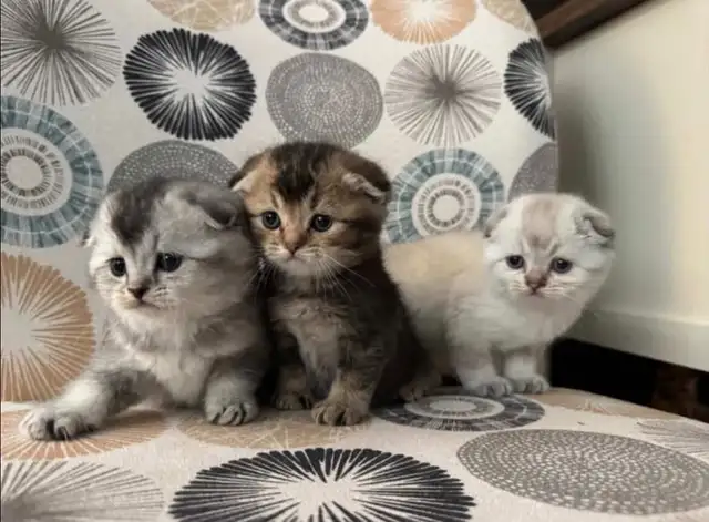 Scottish Fold Kittens