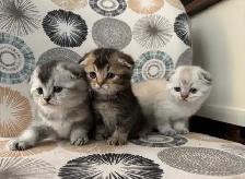 Scottish Fold Kittens