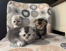 Scottish Fold Kittens - Photo 3