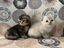 Scottish Fold Kittens - Photo 4