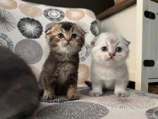 Scottish Fold Kittens - Photo 6