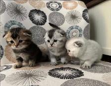 Scottish Fold Kittens - Photo 7