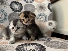 Scottish Fold Kittens - Photo 8