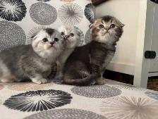 Scottish Fold Kittens - Photo 9