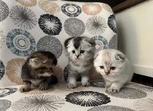 Scottish Fold Kittens - Photo 10