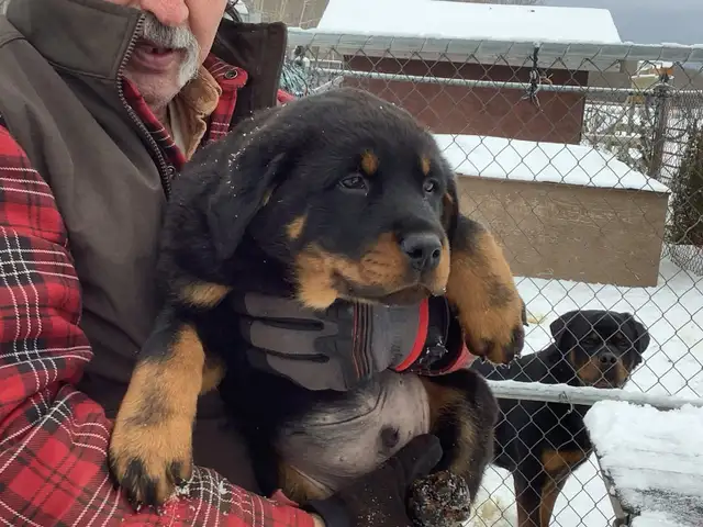 Puppies looking for forever homes