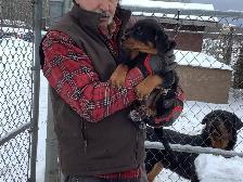 Puppies looking for forever homes - Photo 2