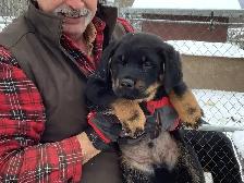 Puppies looking for forever homes - Photo 3