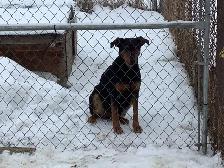 Puppies looking for forever homes - Photo 4