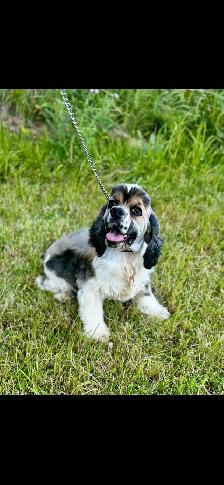 American Cocker Spaniel Puppies - Photo 9