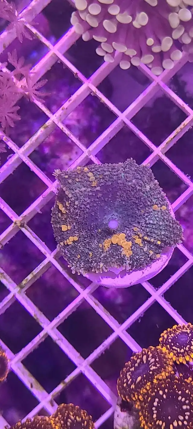 Sunkist bounce shroom