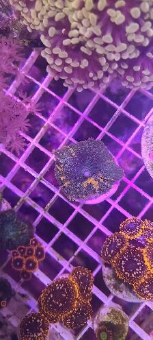 Sunkist bounce shroom - Photo 2