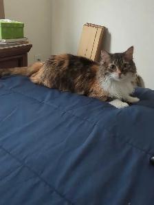 male for female - Photo 2