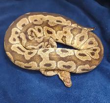 Ball Python