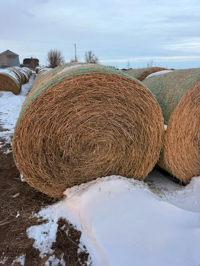 2025 2nd Cut Alfalfa Round Bales