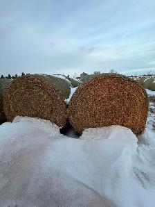 2025 2nd Cut Alfalfa Round Bales - Photo 2
