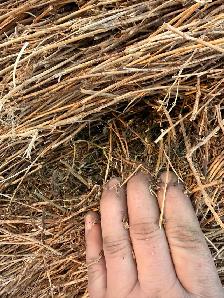 2025 2nd Cut Alfalfa Round Bales - Photo 3