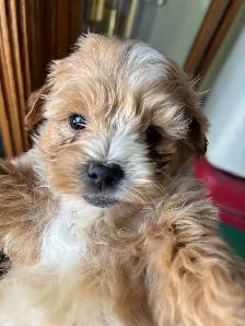 Bichon poo puppies - Photo 2