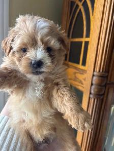 Bichon poo puppies - Photo 3
