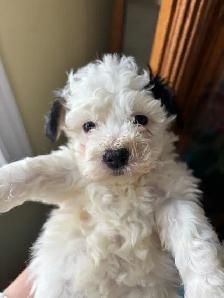 Bichon poo puppies - Photo 4