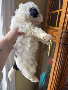 Bichon poo puppies - Photo 5