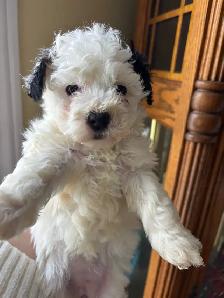 Bichon poo puppies - Photo 6