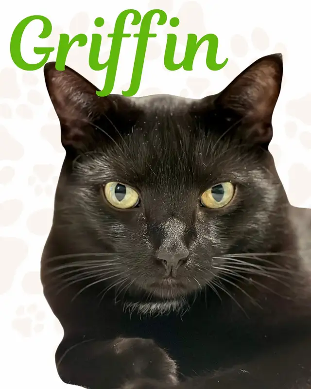 Loving 6 year old boy, looking for a new home