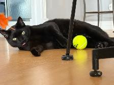 Loving 6 year old boy, looking for a new home - Photo 2