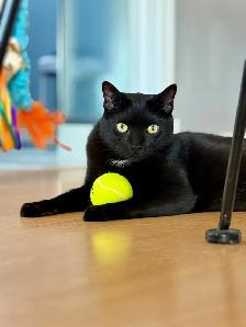 Loving 6 year old boy, looking for a new home - Photo 3