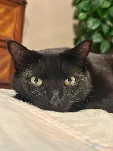 Loving 6 year old boy, looking for a new home - Photo 4