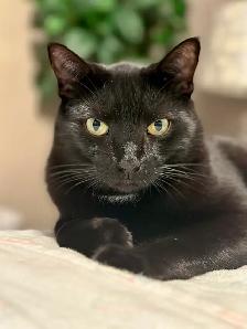 Loving 6 year old boy, looking for a new home - Photo 5