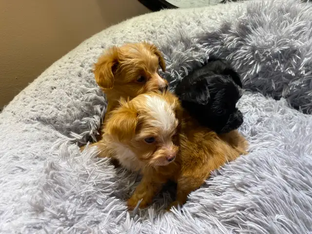 POODLE X CHIHUAHUA PUPS FOR SALE