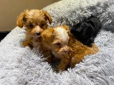 POODLE X CHIHUAHUA PUPS FOR SALE - Photo 2