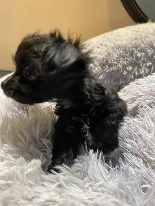 POODLE X CHIHUAHUA PUPS FOR SALE - Photo 3