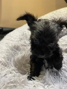 POODLE X CHIHUAHUA PUPS FOR SALE - Photo 4